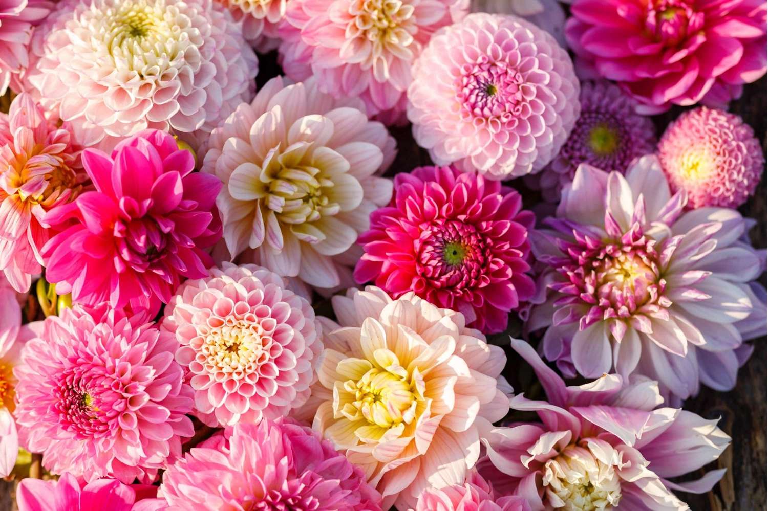 Dahlienkollektion 'Shirley'